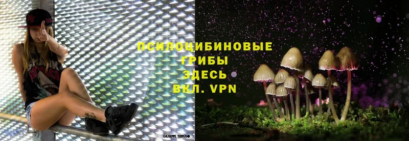 Псилоцибиновые грибы Cubensis  Энгельс 